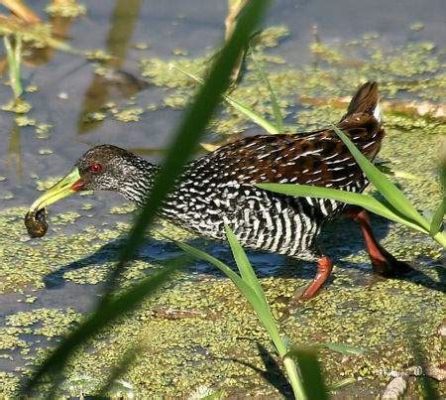  Gallinuela! Un Pequeño Cazador Con Ojos Superiores