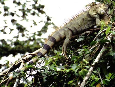  Iguana: ¿Un reptil que desafía la gravedad y se camufla con maestría?