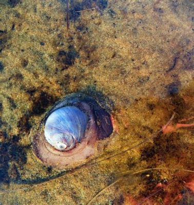  Jugones de la arena: ¿A qué ritmo se mueve el caracol fantasma?