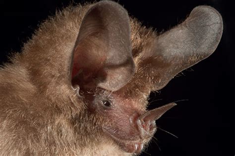  Micronycteris! Un Adorable Murciélago Con una Fascinante Capacidad de Ecolocación