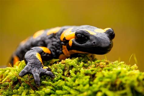  Salamandra de la Montaña de Woodland: ¿Un Anfibio que te Deja sin Aliento con su Capacidad para Respiración Cutánea?