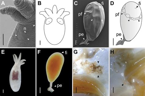  Temnocephalidae: Un gusano plano que se aferra a la vida de los crustáceos con tenacidad y curiosidad