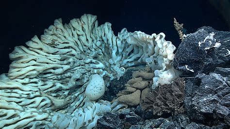  Variability of Vaceletia: Discover This Deep-Sea Sponge With Remarkable Regeneration Capabilities!