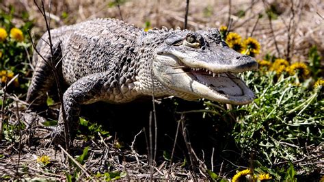  Alligator: ¡Un antiguo depredador con escamas que se desliza silenciosamente por los pantanos!