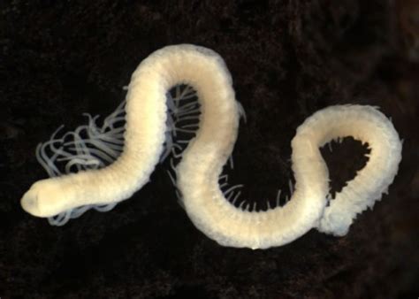  Branchiura! Un gusano marino con un talento inusual para la construcción