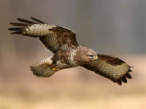  Buzzard: ¿Un Maestro del Cielo Con Alas de Trueno y un Corazón de Cazador?