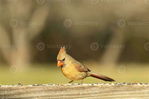  Cardenal: ¿Un maestro de camuflaje con plumas rojas brillantes que desafían la monotonía del bosque?