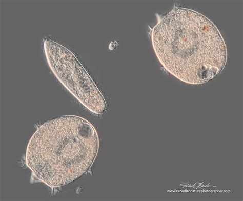  Didinium: ¡Un depredador microscópico con un apetito imparable!