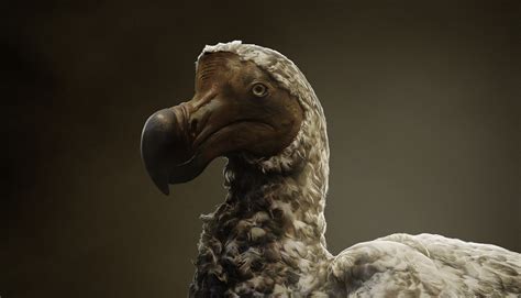  Dodo ¡El pájaro enigmático que desafía la lógica de la supervivencia en un mundo cambiante!