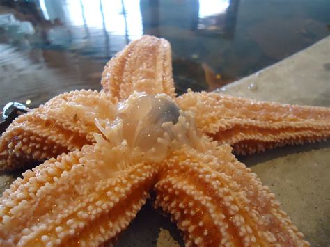  Doselena! Una estrella marina que no es una estrella y sí un caracol marino con una dieta curiosa