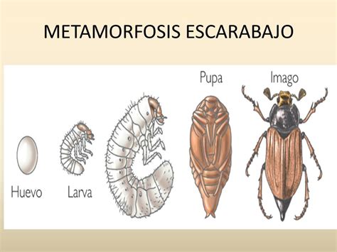  Escarabajo: ¿Un Maestro de la Metamorfosis o un Arquitecto Invisible del Mundo Natural?