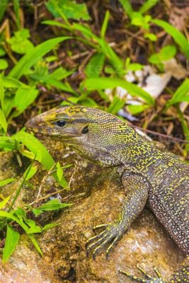  Iguana: ¡Un Reptiles Escalador con Piel de Piedra!