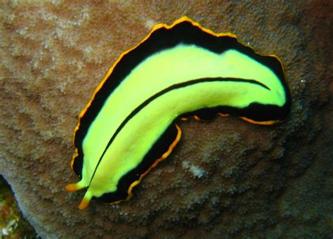  Intriguing Invertebrates: Is leidya the Most Misunderstood Freshwater Flatworm?