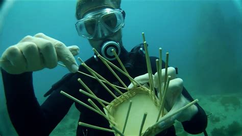  Isogona! An Underwater Architect Weaving Wonders with its Unique Spicules