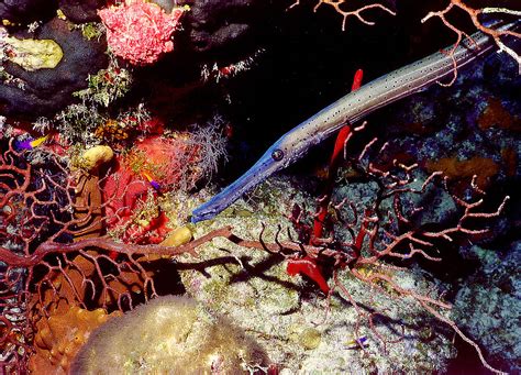  Juanillo: ¡Descubre el fascinante pez trompeta que se camufla en los arrecifes de coral!