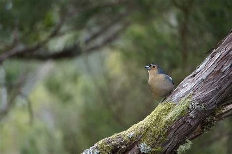  Jynx! A Miniature Woodland Gem That Combines Vibrant Plumage With Stealthy Foraging Habits