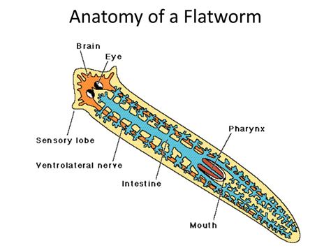  Maropomorpha: ¡Un gusano plano que desafía las expectativas de la anatomía animal!