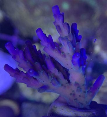  Montipora! Una maravilla coralina con polvos mágicos que crean mundos submarinos