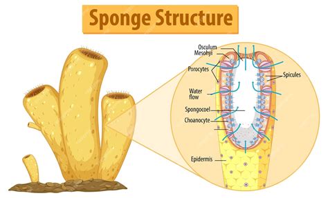  Neoesperioides! Una Esponja que se Desprenden de su Cuerpo Principal