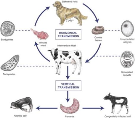  Neospora! Un Parasito Que Puede Causar Problemas Graves en Animales y Humanos