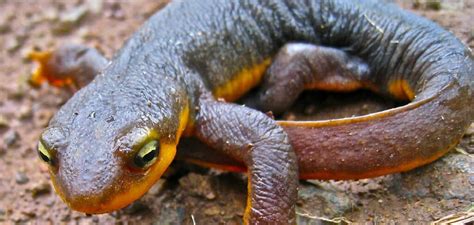  ¡Nueva Aventura con el Newt! El pequeño anfibio que te sorprenderá con sus habilidades de camuflaje y su ciclo de vida fascinante