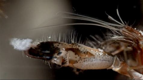  Pistol Shrimp: A Tiny Creature That Packs a Sonic Punch!