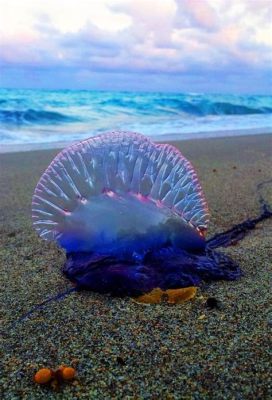  Portugueseman-of-War: A Venomous Beauty Floating on Ocean Currents!