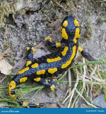  Salamandra de Fuego: ¡Una Criatura Fascinante con un Estilo de Vida Curioso y Piel que Cambia de Color!