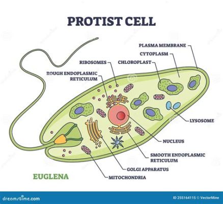  Streblomastix! Descubra el Mundo de este Protista Con Cilia Atravesando Agua Dulce