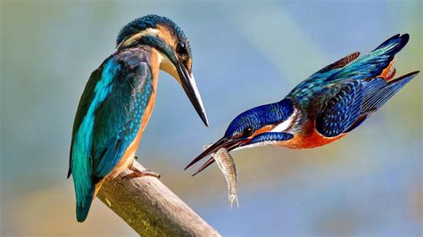  ¡El Kingfisher! Un ave acuática con plumaje brillante que domina los cielos y las aguas