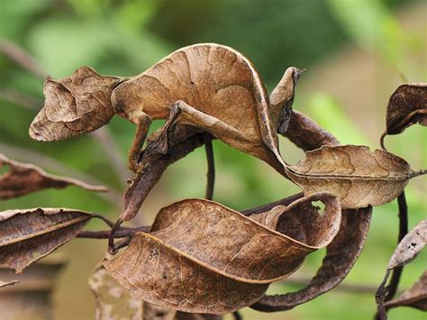  Uroplatus ¿Un Camaleón con Superpoderes para la Escalada?