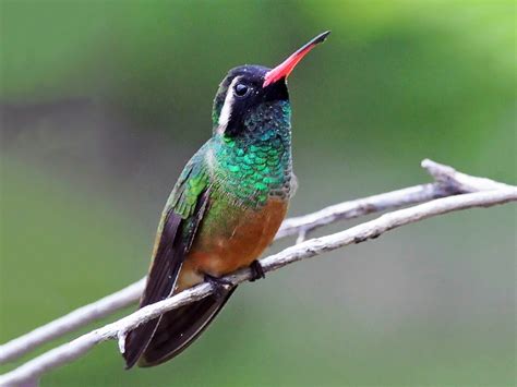  Xantus's Hummingbird: Discover the Tiny Bird With Blazing Speed and Enchanting Melodies!