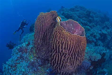  Yellow Barrel Sponge: ¡Descubra un Maestro del Reciclaje en los Arrecifes de Coral!