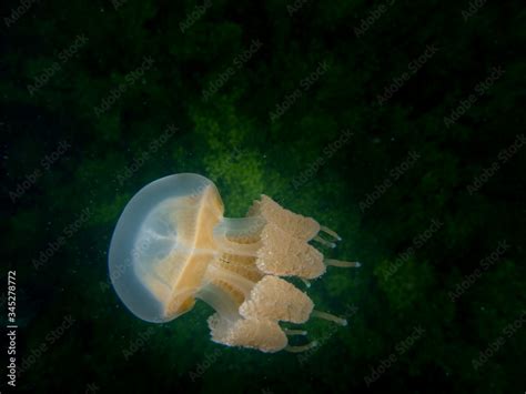  Yellow Stinging Jellyfish:  A Tiny Terror Hiding Among the Ocean Weeds