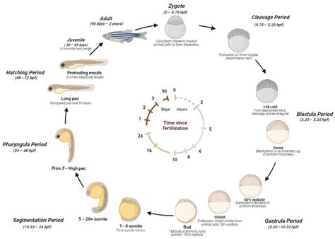  Zebra Fish: Un pez diminuto que revela los secretos del desarrollo embrionario humano!