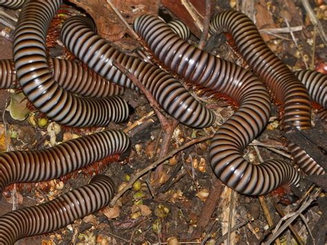  Zebra Millipede: ¿Este diplopodo de rayas es el rey disfrazado del mundo subterráneo?