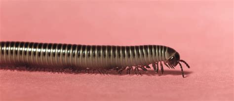  Zigzag Millipede: Un recorrido sinuoso por el mundo de la descomposición!